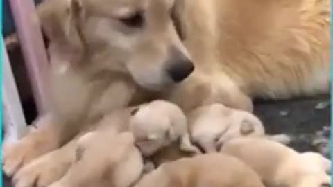 Golden Retriever gives birth to 20 puppies!