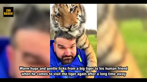 Tiger Reunited With His Human Friend
