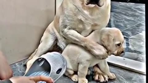 Cutest Dog # Mother's love # baby Dog # Animal lover 💞 mom love baby