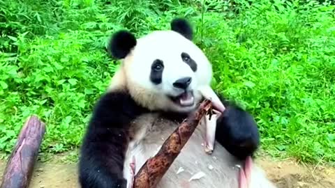 The lovely panda is eating bamboo