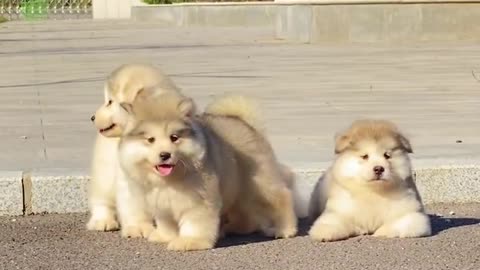 Funny Dogs and Puppies