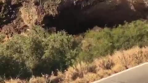 Bats Exiting Cueva de los Murciélagos in Mexico