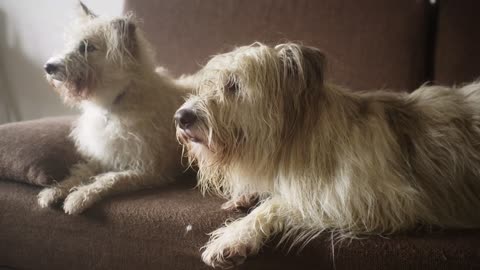 dogs lying down on a sofa full hd animals humalbond