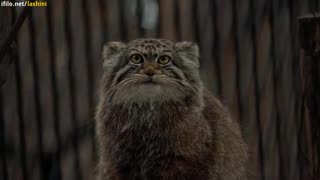 Pallas's cat