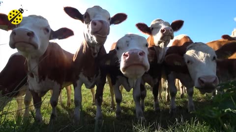 Funny Cow Dance