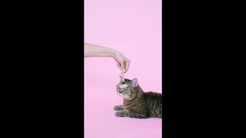 Massaging a Cat With a Facial Roller☺️☺️