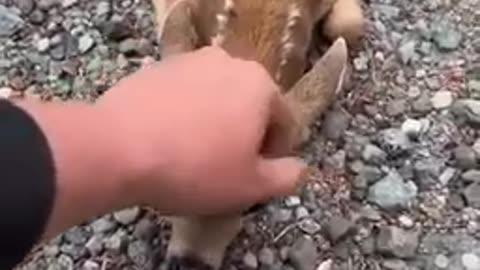 Friendly 🤭fawn comes by for head scratches || viral video