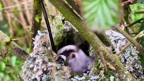 Silver-throated long-tailed chickadee