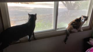 Watching a Squirrel