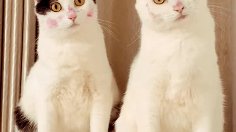 Beautiful Cat's Style 😺 #cat #cats #cute #cutecat #cutecats May 26, 2024