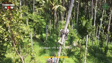 Coconut Tree Climbing Machine - Coconut Tree Climbing Bike - Coconut Farming