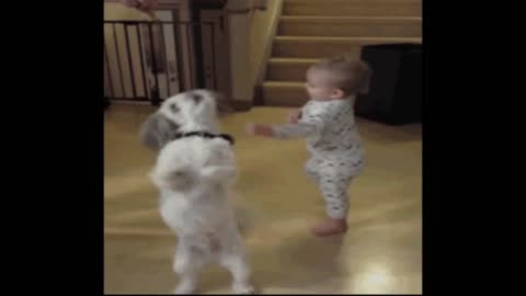 Gif video of dancing dog