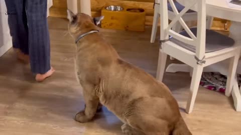 The hungriest cougar in the world! Cougar Messi barely copes with emotions and asks Masha for dinner