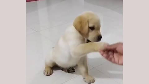 Teaching HAND SHAKES TO MY DOG