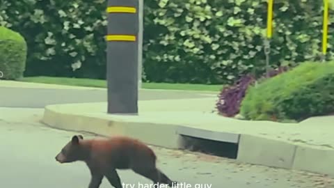 Mama bear helps her cubs climb fence