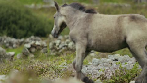 HORSE RUNNING ON A GROUNDGRASS