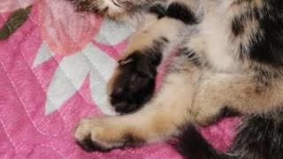 The Kiffness - Alugalug Cat (Tasato remix)