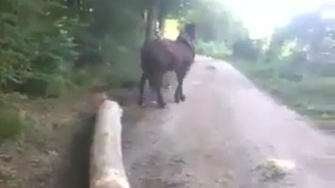 Funny Smart Horse