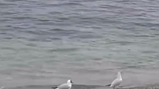 Disassembling seagulls on the sea.