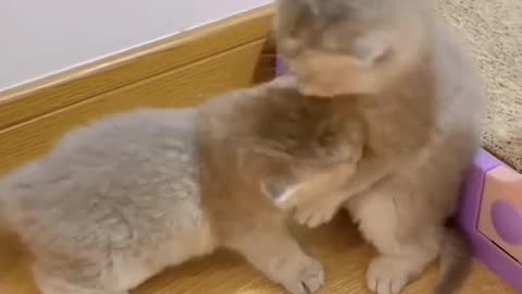 New Funny Animals, Funniest Cats and Dogs Videos 71
