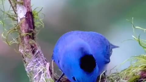 Cute bird