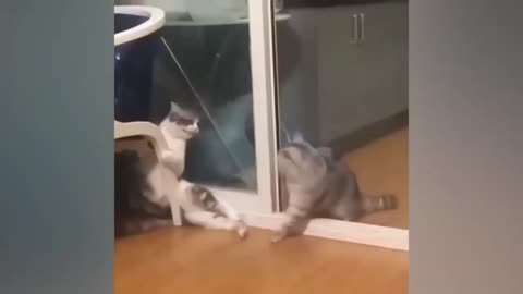 Funny video complition of cats