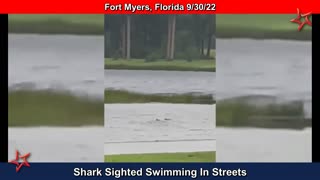 Shark Spotted Swimming In Street