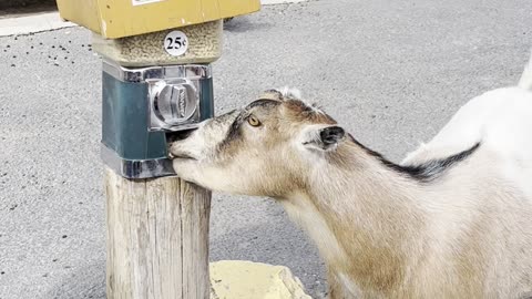 Smart Goat Snacks From the Source