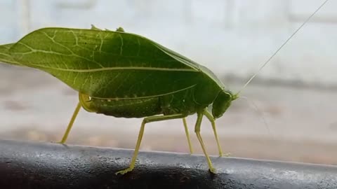leaf insect #nature #insects #shorts