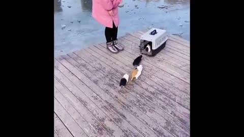 Guinea pigs in line