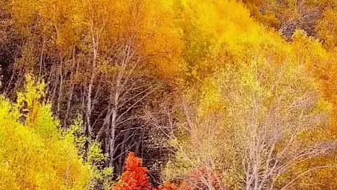 Amazing Colorful Autumn