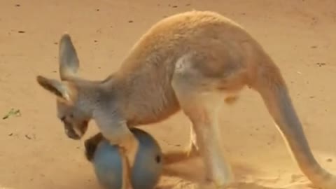 The baby kangaroo is playing with a ball