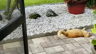 Bird taunts cat