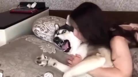 Dog funny video