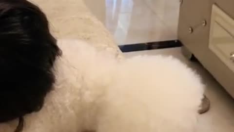 Gigantic Fluffy Poodle Dog