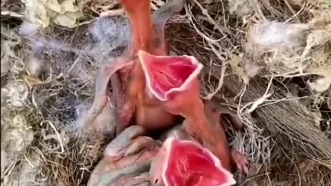 🤤hungry bird