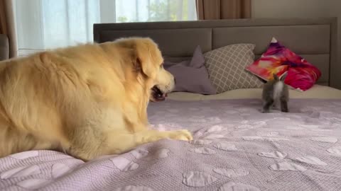 Golden Retriever Funny Reaction to Adorable Bunny