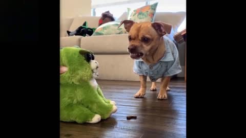 Adorable Dog Imitates Toy!