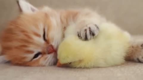 A beautiful video of a friendship between a kitten and a chick