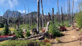 Central Oregon - Mount Jefferson Wilderness - Colorful Biodiversity