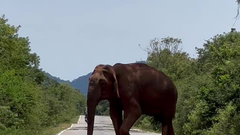 Elephant Blocks The Way