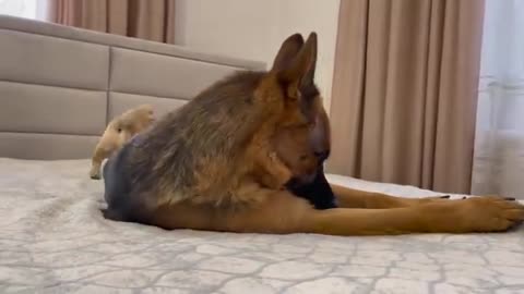 Puppy Shows his love for German Shepherd