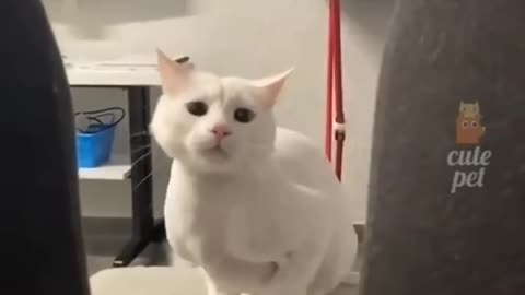 Funny cute cats 🐈