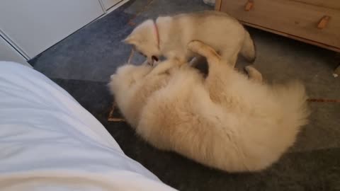 It's wrestle-o'clock! Uncle Atreyu is very patient with Valkyrie (12 weeks old)