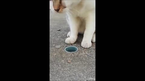 Cats and Dogs Funniest video 2023