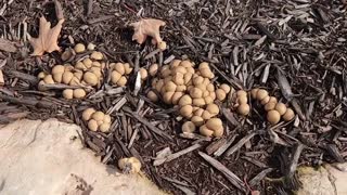 Fall Mushroom Forage: Pig Skin Puffball Scleroderma citrinum (Scleroderma aurantium)