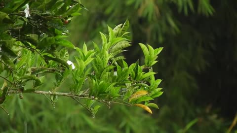 Rainy Day Bliss: Rain Sounds for Sleep, Study, and Meditation | Video in 4K