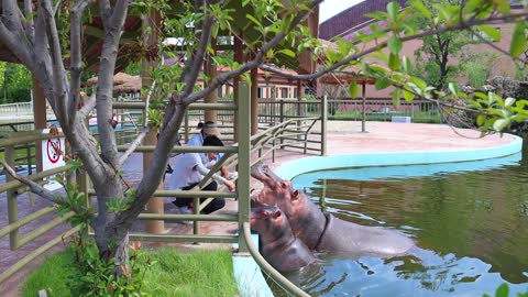 A hippopotamus