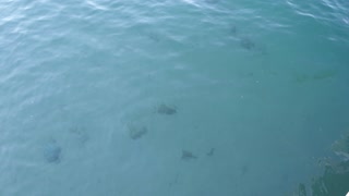 GIANT STINGRAYS