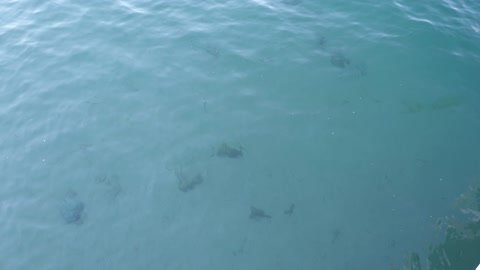 GIANT STINGRAYS